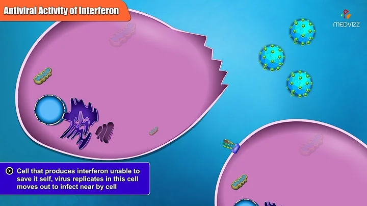 Antiviral Activities of Different Interferon Types and Subtypes