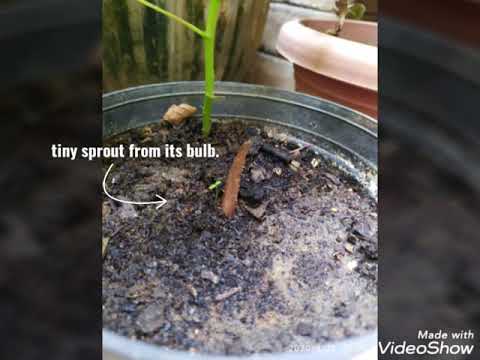 Time-lapse clips of beautiful caladium life cycle 🍁#caladium #