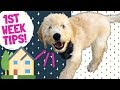 Bringing Puppy Home Tips! 🏠 Food, Training & Care for New Dog