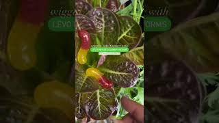 4Th Sale Is Live Save 15% Off With Code 15Forjuly And Save 20% Off Orders 649 With Code Ks20