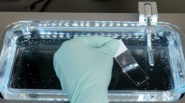 Visium for FFPE Tissue Preparation Protocol | Practicing Section Placement on Plain Glass Slides