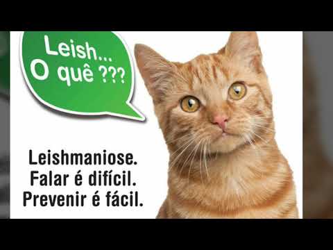 Vídeo: Infecção Parasitária (leishmaniose) Em Gatos