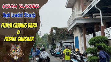 KISAH SUKSES DAPIT LOVEBIRD SIDOARJO !!! SAMPAI PUNYA CABANG BARU DAN PABRIK SANGKAR BURUNG LOVEBIRD