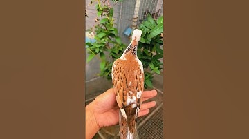 Dove pigeon or pigeon ka result ￼|| Dove pigeon, cross breed ￼.   #shortvideo #birds #dove #viral