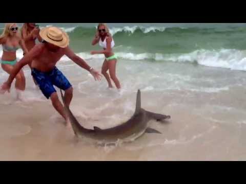 Hammerhead shark in Gulf Shores