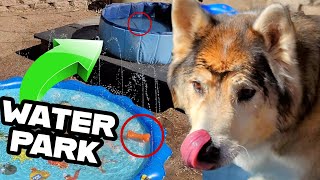 DOGS REACT TO WATER PARK BIRTHDAY PARTY by HUNGRY HUSKY PACK 648 views 2 years ago 1 minute, 34 seconds