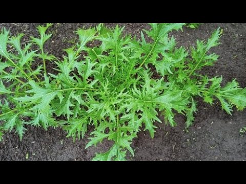 Как вырастить японскую капусту в открытом грунте