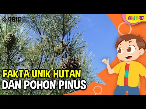 Video: Pohon apa yang memiliki jarum pinus?