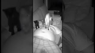 This Cat Is Playing On A Fat Mans Stomach