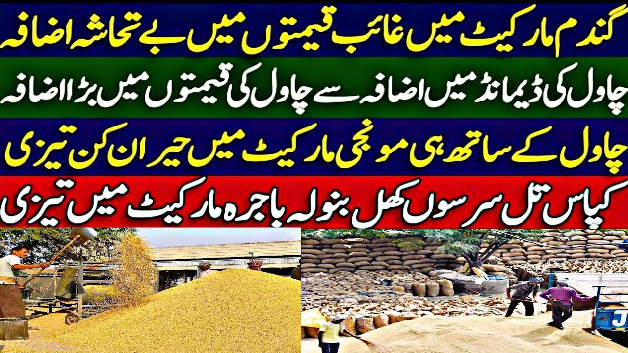 Dhan Ka Rates Munji Ka Rate Today Galla Mandi Ka Rates Munji Ka New dhan-ka-rates-munji-ka-rate-today-galla-mandi-ka-rates-munji-ka-new
