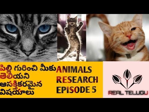 Cat(పిల్లి) || Animal Research Episode 5 || REAL TELUGU You Tube Channel