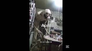#helpmemakethismakesense #viral #viral #fypシ #cute #cat #edit #month #bday #dontflop #shorts