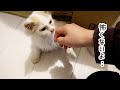 シャーシャー威嚇していた怖がり子猫が心を開いた瞬間