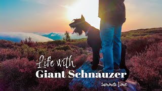 Life with Giant Schnauzer | Ep.8 | Summer time by Life With Giant Schnauzers 1,841 views 1 year ago 10 minutes, 28 seconds