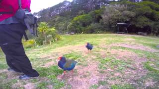 Takahē Herding