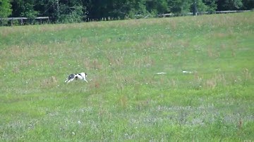 American Staffordshire Terrier "Shade" running AKC Coursing Ability Test