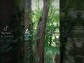 Белочка в парке