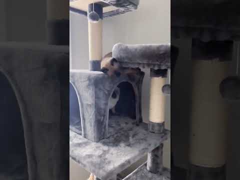 Tonkinese Kittens Playing Inside Their Cat Tree | Tonkinese Kittens #catsofyoutube #cutecat #kittens