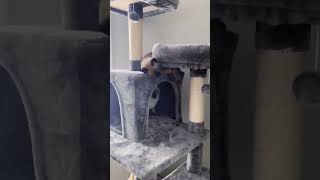 Tonkinese Kittens Playing Inside Their Cat Tree | Tonkinese Kittens #catsofyoutube #cutecat #kittens