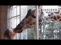 Visit Kenya's Giraffe Manor