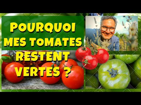 Mes tomates ne rougissent pas ! Que faire ?