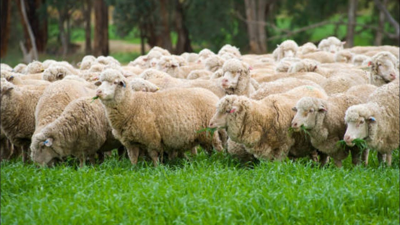 gembala puluhan domba Merino betina super..!!?FullBlood..!!!berlarian menuju Padang rumput