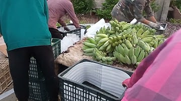 Thu mua và đóng chuối tây thái lan 0779335899 ..0972180949