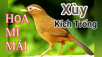 HỌA MI MÁI XÙY KÍCH TRỐNG | Họa Mi Mái Xùy Hay Nhất | Họa Mi Mái Xùy Siêu Đỉnh Cao | họa mi mái xùy