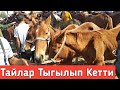 Тайлар Тыгылып Кетти!
Өзгөн Мал Базары!