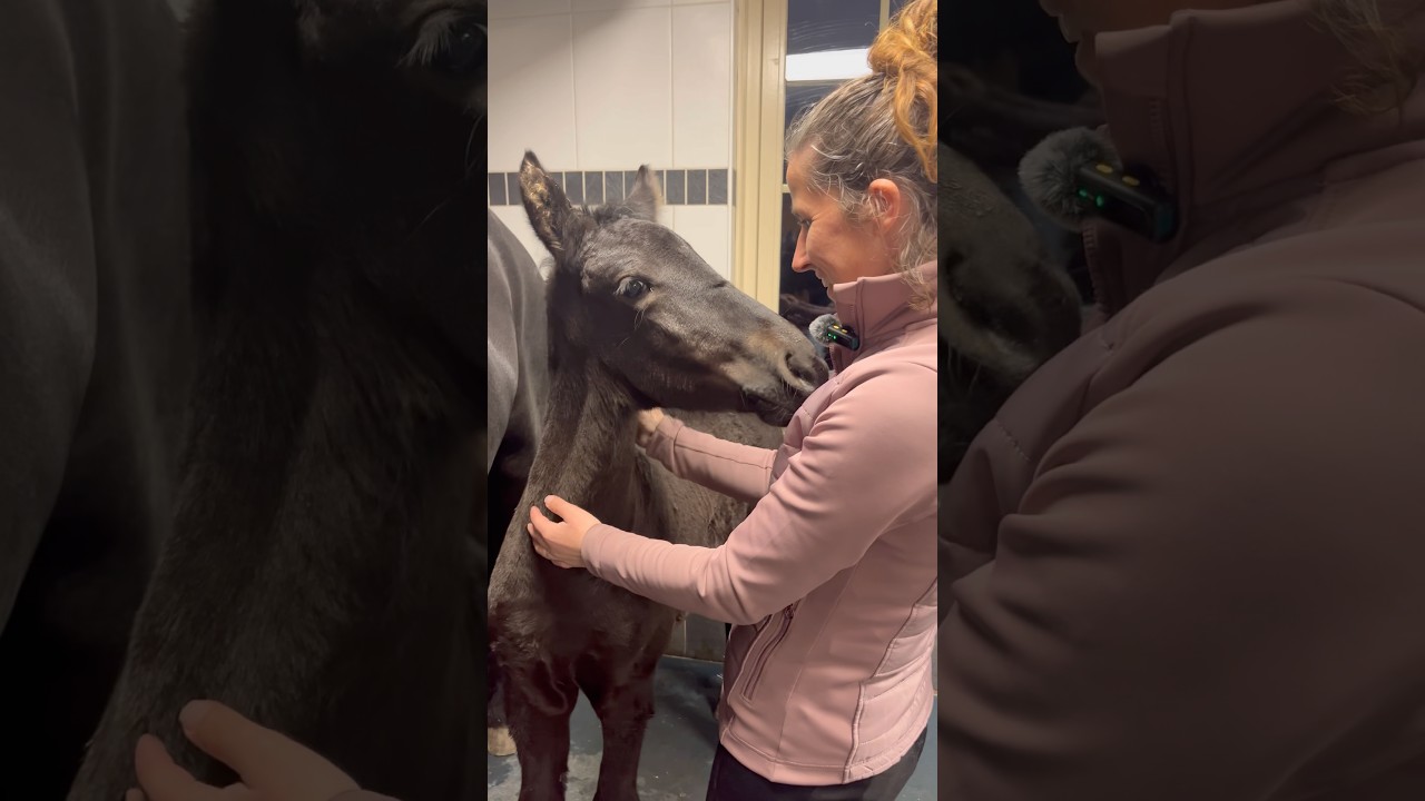 Baby veulen kennis maken met Guasha #guashamassage #foal #frisian