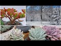 SUCULENTAS en el INVIERNO ❄ | CÓMO CUIDAR a las SUCULENTAS del intenso FRÍO | Tips, limpieza y más😉👍