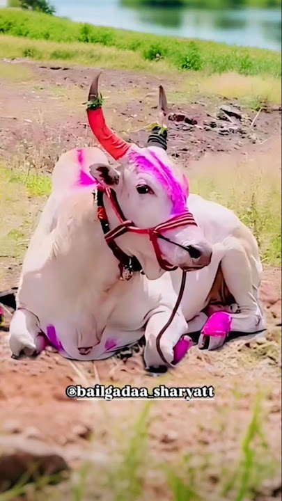 #vikram #adipurush #ponniyinselvan #arrahman #bollywood #cow #roinajeyaadmeriaayive