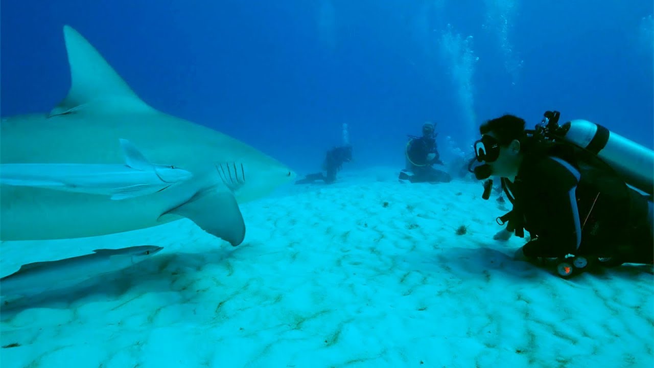 Scuba Diving With Bull Sharks in Playa Del Carmen: Face to face with ...