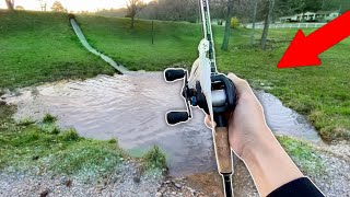 This TINY Puddle is LOADED w/ Fish!! (Craziness)
