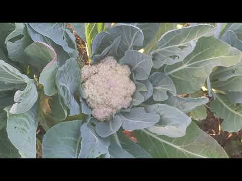 Video: Conopida: Caracteristici De Cultivare