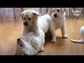 'Yikes!" Why Does Dad Retriever Loathe His Own Puppers? (Part 1) | Kritter Klub