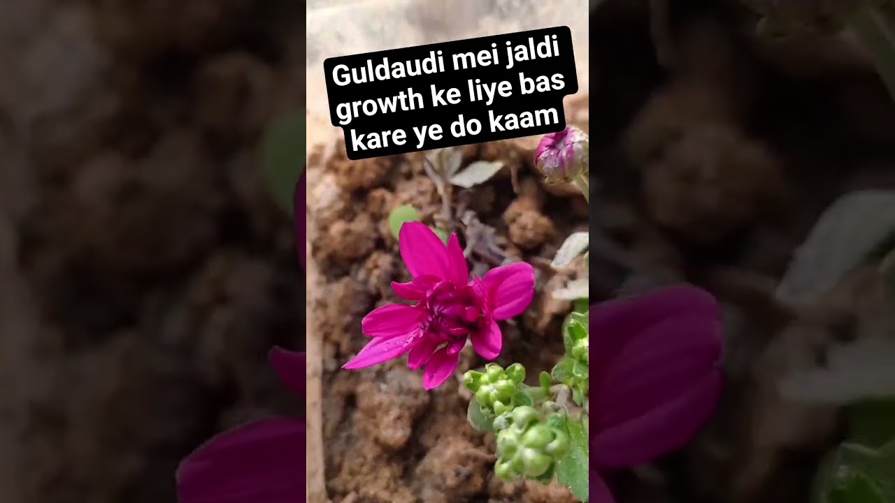 new Guldaudi plant care # Winter flower 