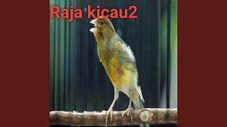 Download Lagu Suara Kenari Ngerol Panjang Durasi Lama