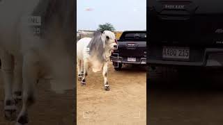 real beauty of Grey Brahman #bakralovers #cow #beautifullgoats #horse