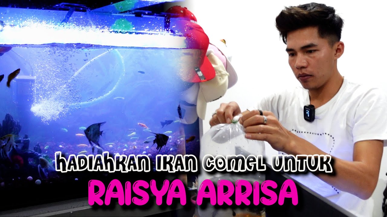 Bamii & Aydaa Hadiahkan Ikan COMEL Berharga RM 400 Untuk Raisya.WOW!! Ikan Apa tu?