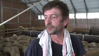 La tonte des moutons, une tâche qui prend des allures de sport pour les éleveurs