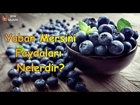 Video: Yaban Mersini Finansmanı