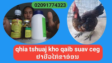 Qhia tshuaj kho qaib zuav ceg ໄກ່ຂາອ່ອນ ໄກ່ເປັນລອຍ.