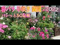 2022🌹早咲き【満開】今年も沢山の薔薇がバシっと咲いてます😊🐻50品種紹介🌹✨
