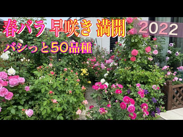 薔薇とレースのジャンクジャーナル・雑記帳 冬のパリ想い出 sddefault.jpg