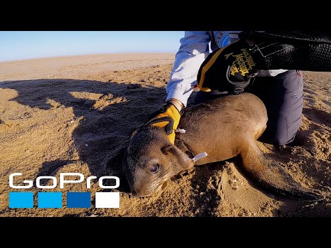 GoPro Cause: Rescuing Seals from Plastic Entanglement POV | Ocean Conservation Namibia