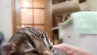 В питомнике родился котенок. В питомнике родился котенок.