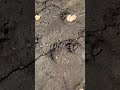 Bear Tracks in the Mud #sanbernardino #animaltracks #california