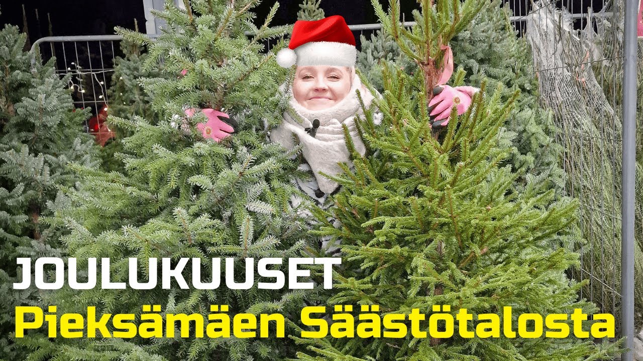 Joulukuuset Pieksämäen Säästötalosta