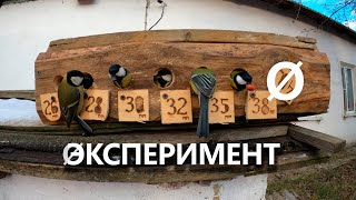 Какой диаметр летка делать для синиц и других небольших дуплогнёздников. Экспериментальная кормушка